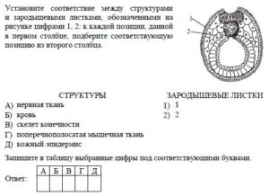 Назовите зародышевый листок позвоночного животного обозначенный на рисунке цифрой 2 какие типы