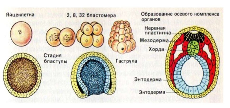 Зародышевые листки картинка