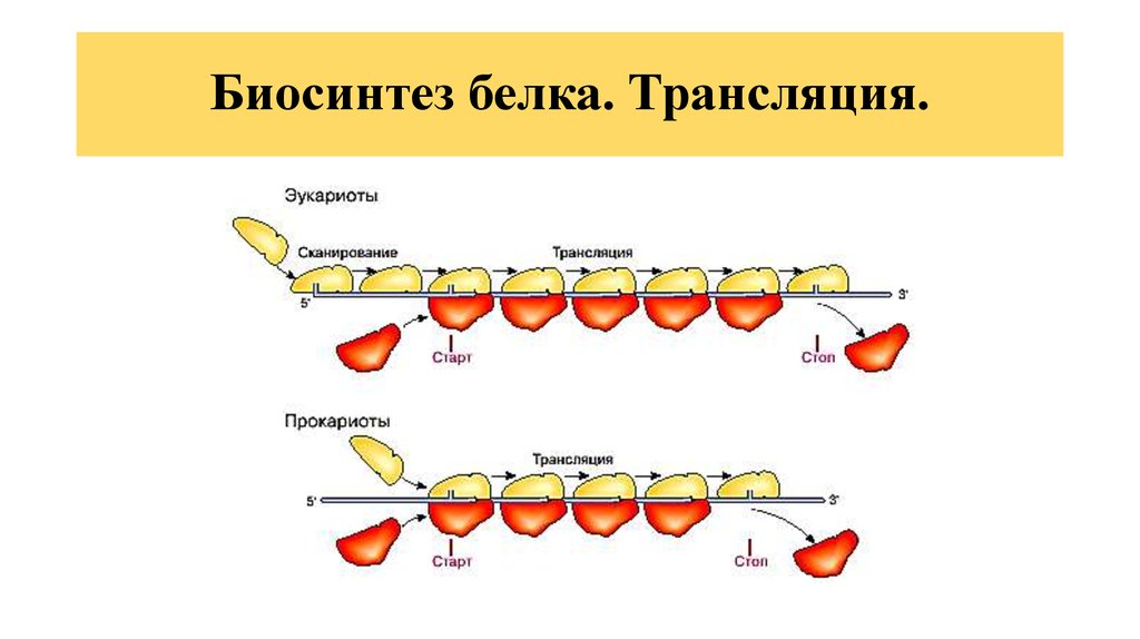 Второй этап трансляции. Как происходит процесс трансляции. Схема процесса трансляции. Трансляция Биосинтез белка. Трансляция белка.