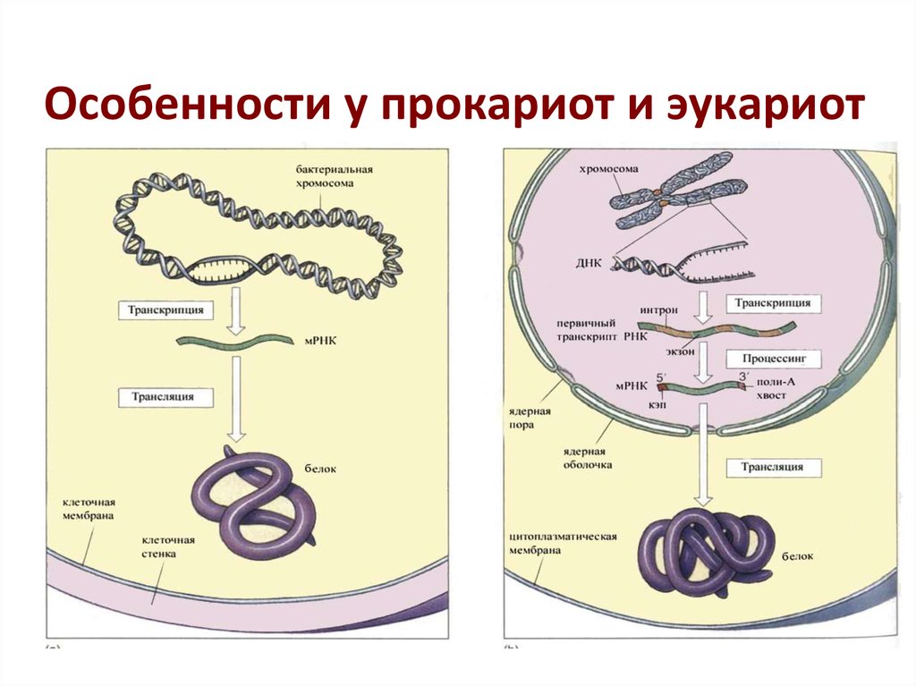 Имеется кольцевая хромосома. Линейная структура ДНК У эукариот. Строение хромосомы эукариотической клетки. Структура хромосомы эукариот. Структура прокариотической клетки.