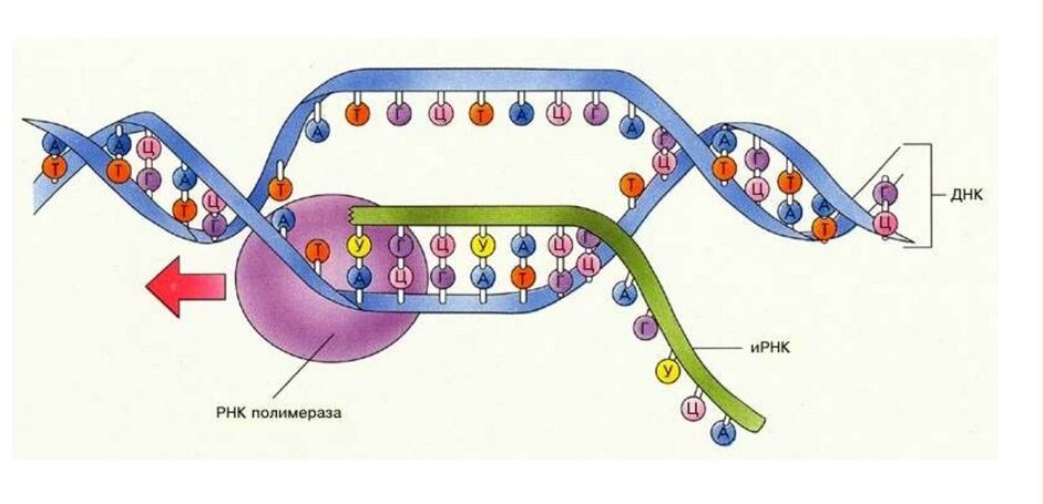 Схема транскрипции рнк