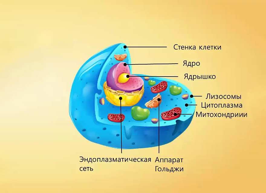 Строение клетки человека в картинках