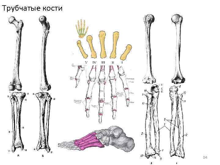 Трубчатые кости человека фото