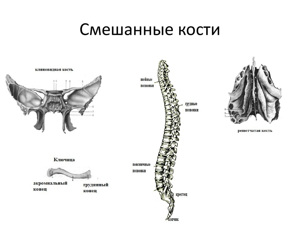 Неправильные кости. Смешанные кости позвонки. Смешанная кость примеры. Пример смешанной кости. Строение смешанных костей.