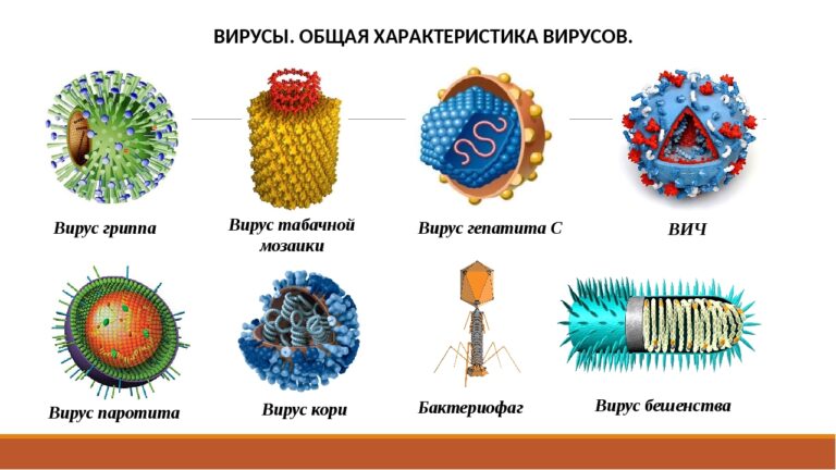 Проникновение вируса в клетку схема