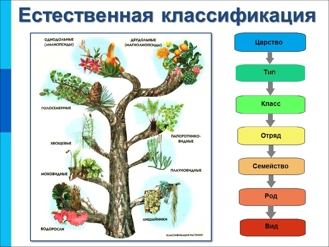 Царство растений картинка для детей