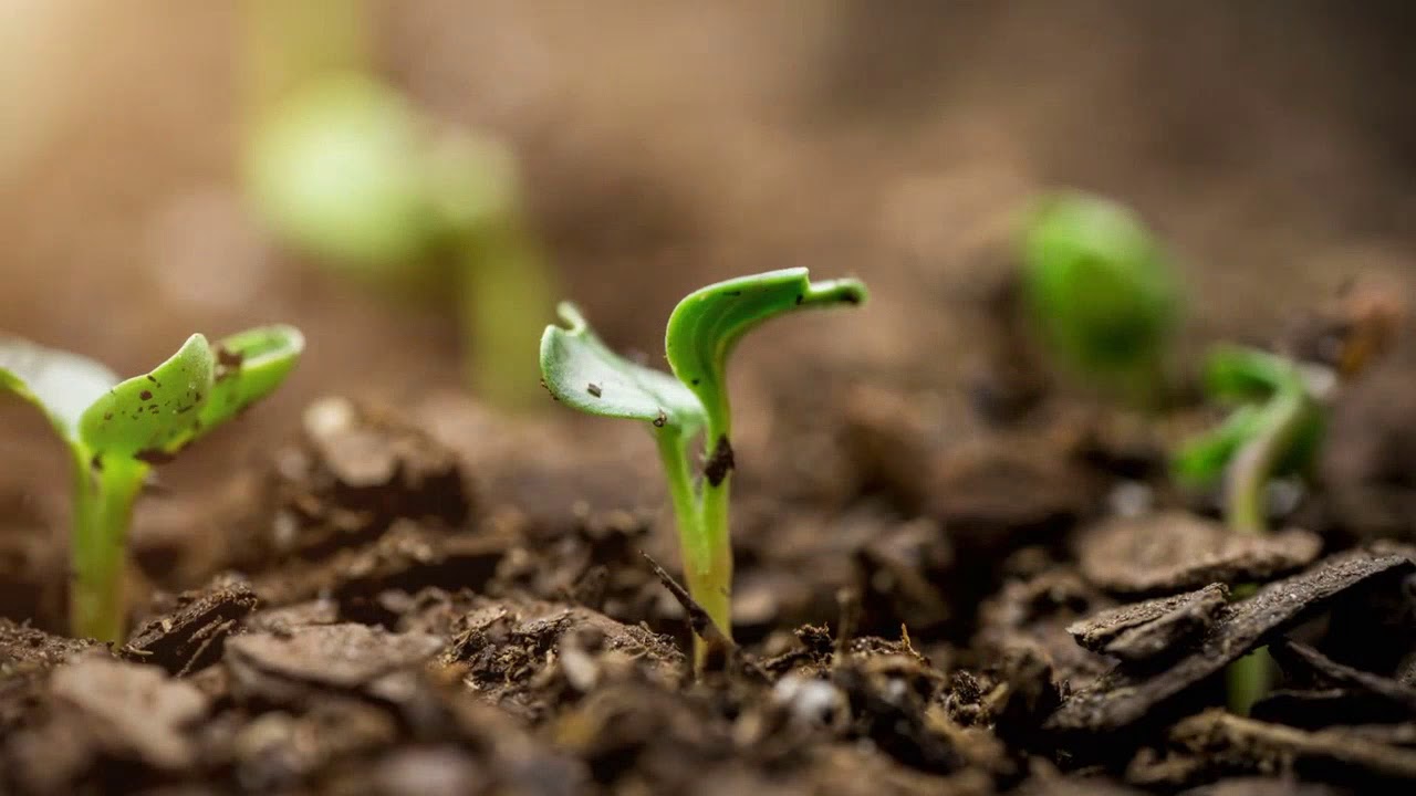 Антропогенные факторы: разновидности и влияние