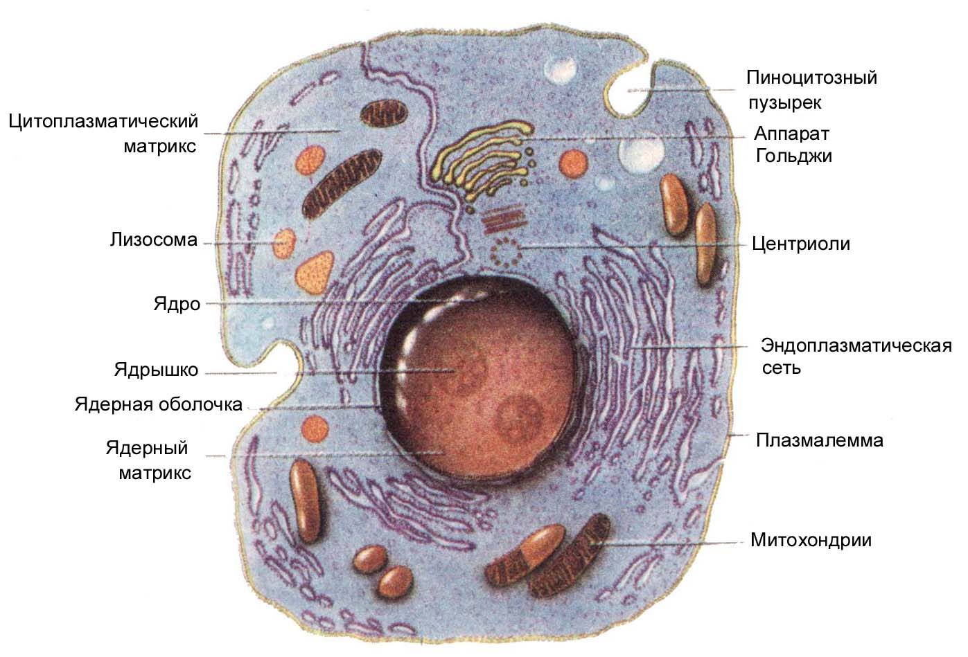 Схема строения животной клетки
