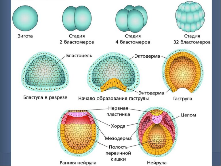 Зародышевый листок фото