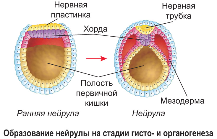 Зародыш рисунок биология егэ