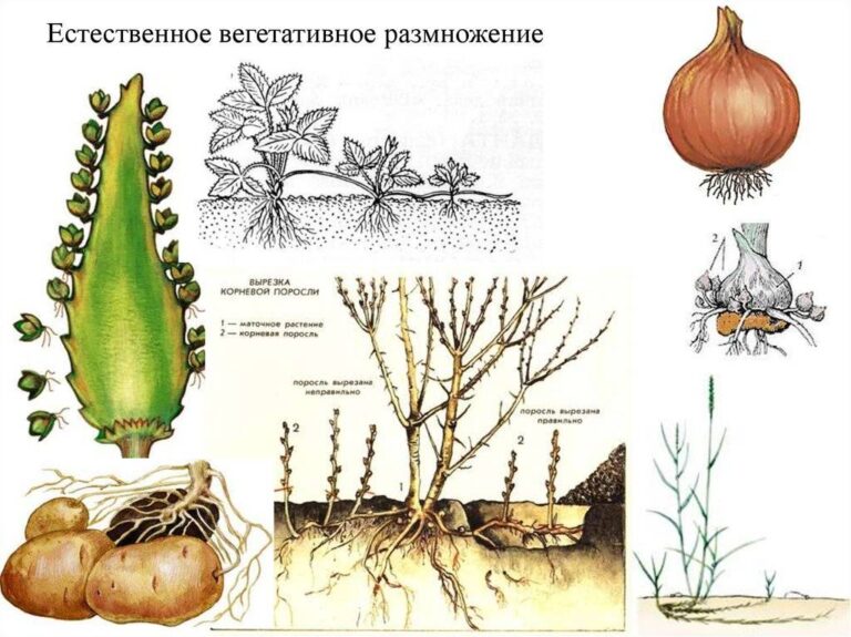 Вегетативное размножение поэтапно фото