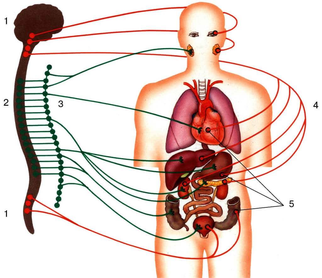 Схема строения автономной нервной системы