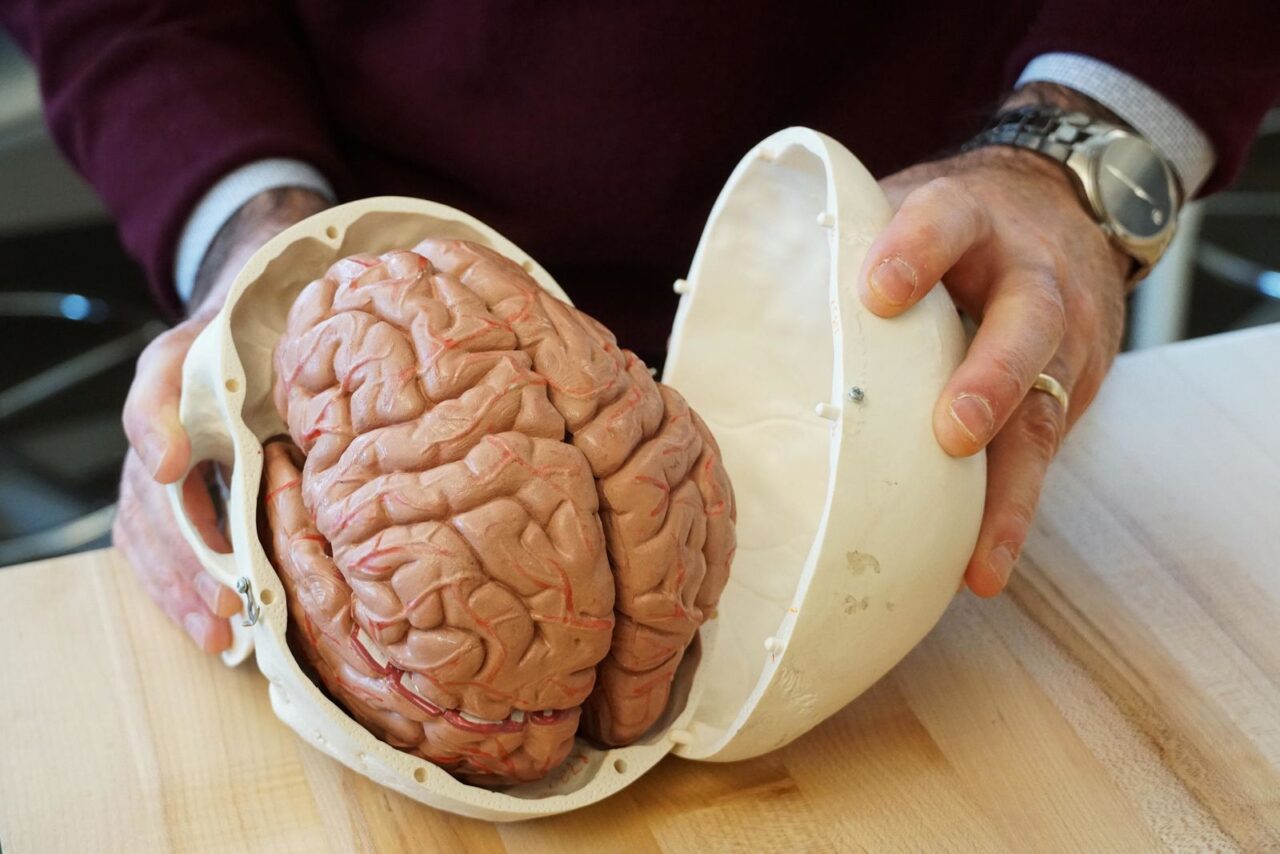 Почему у человека «морщинистый» мозг, и связана ли эта особенность с интеллектом?