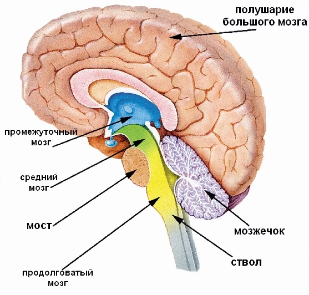 Отделы головного мозга схема. Отделы мозга продолговатый промежуточный. Схема строения отделов головного мозга. Строение и функцииcndjkf головного мозга.