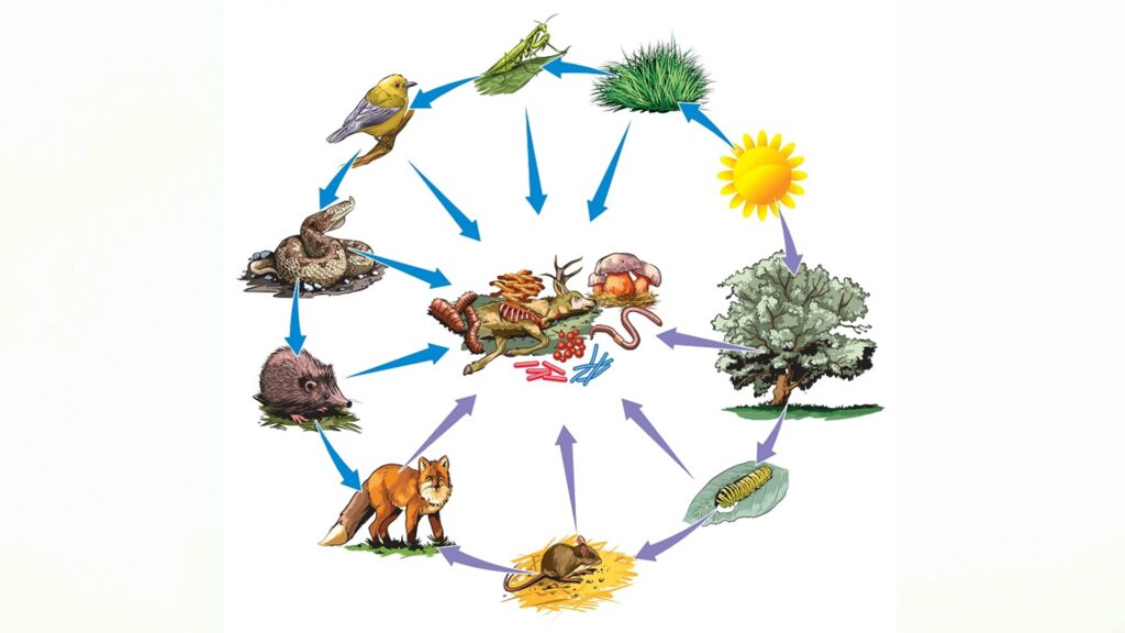 Пищевые цепочки в природе для дошкольников в картинках