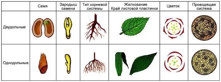 Как определить двудольные и однодольные растения по картинке