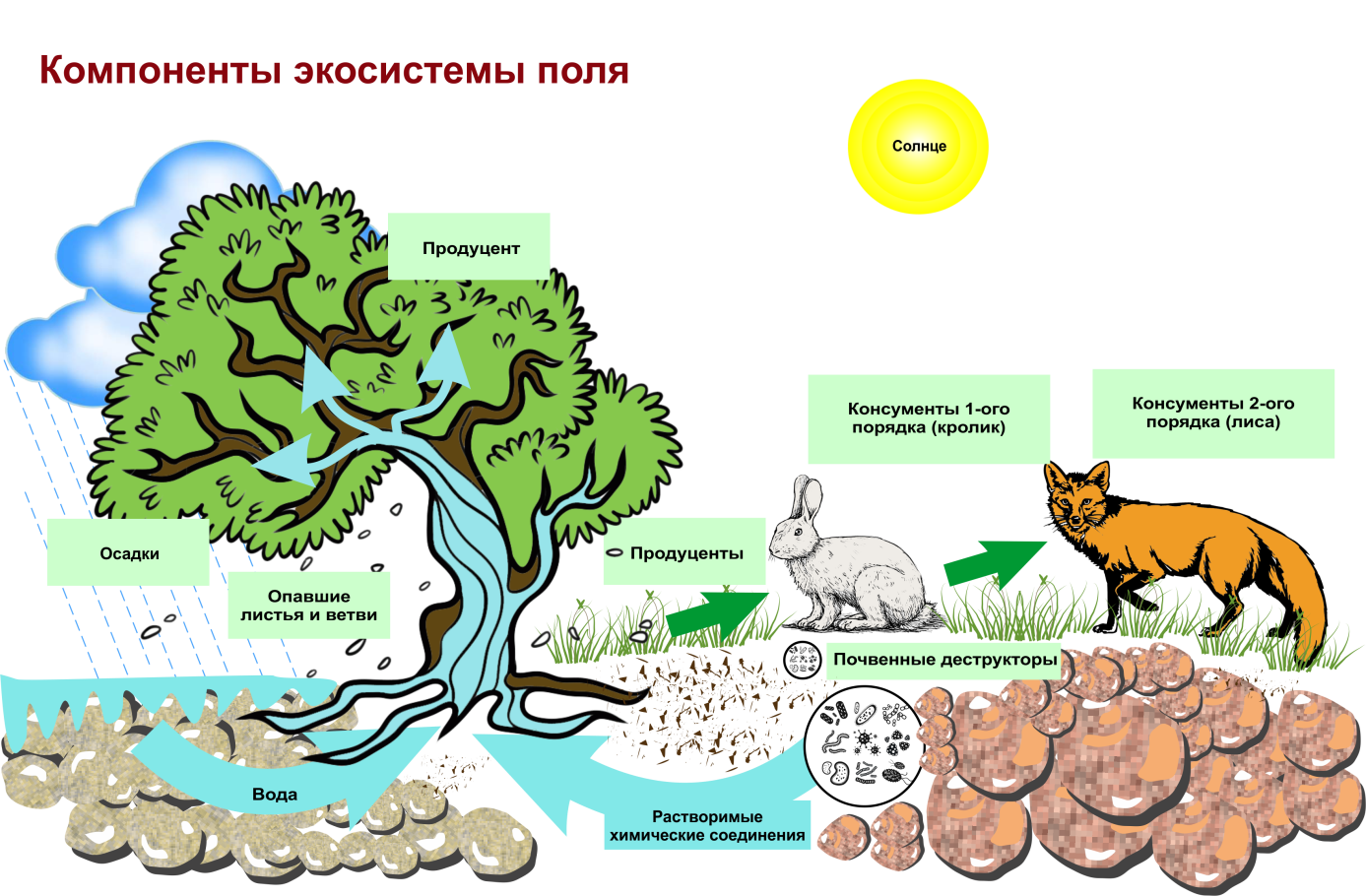Цепочка биологического круговорота. Структура биогеоценоза и экосистемы. Схема трофической структуры биоценоза широколиственного леса. Строение биогеоценоза экосистемы. Схема состава компонентов экосистемы.