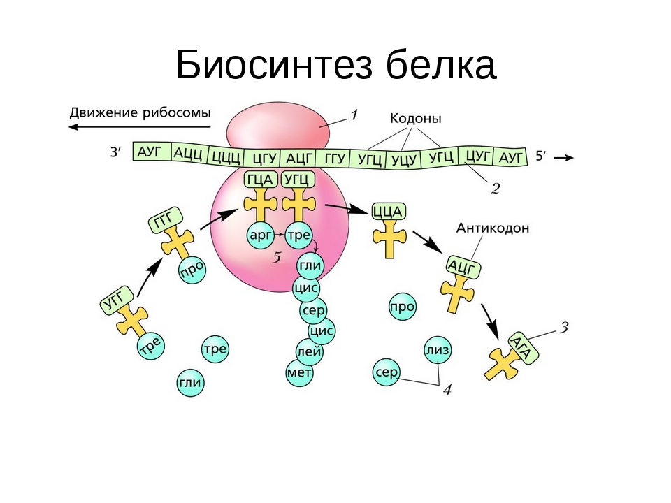 биосинтез белка и его регуляция