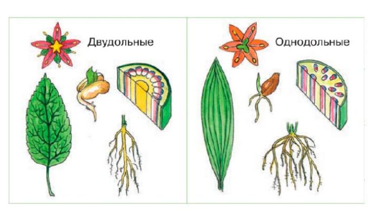 Различие классов однодольные и двудольные