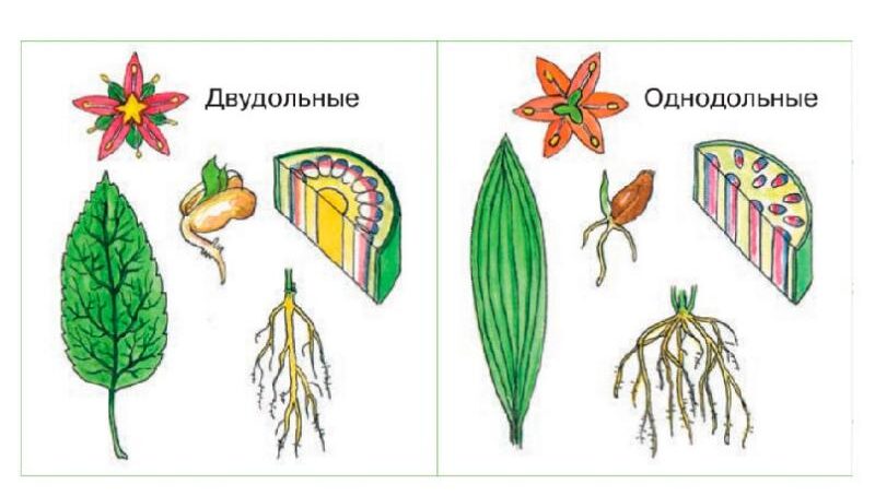 Однодольные растения и двудольные растения рисунок