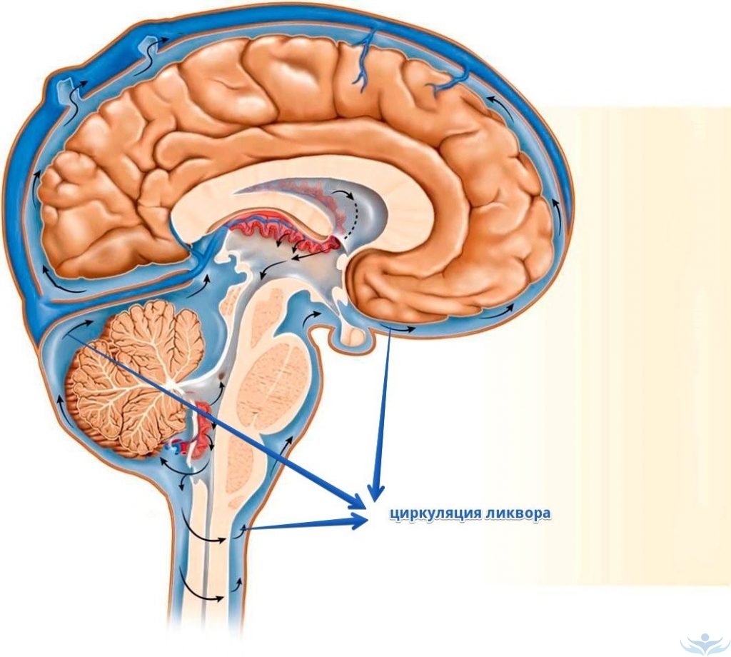 Движение ликвора в головном мозге схема