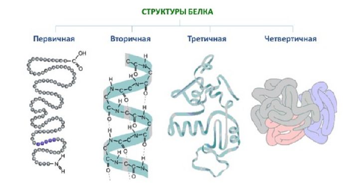 Какая структура молекулы белка схематично изображена на рисунке