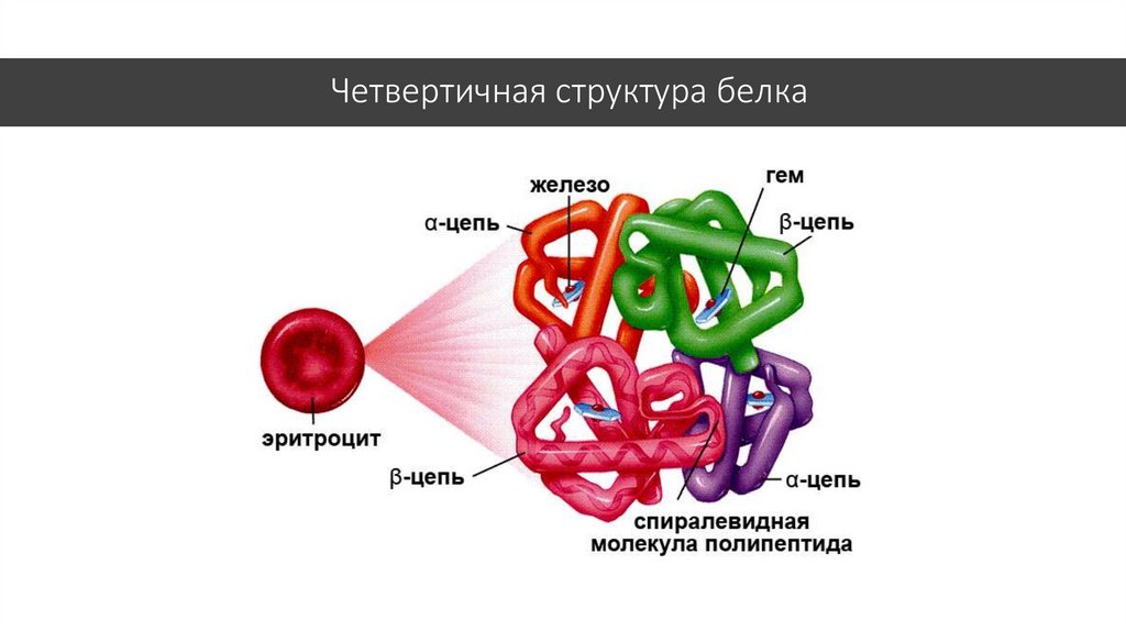 Четвертичная структура белка рисунок