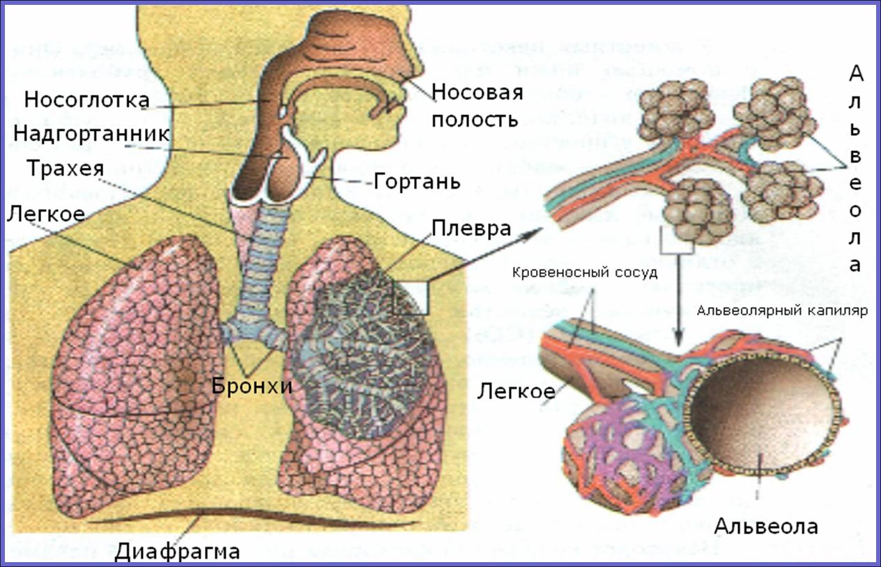 Органы дыхания человека схема