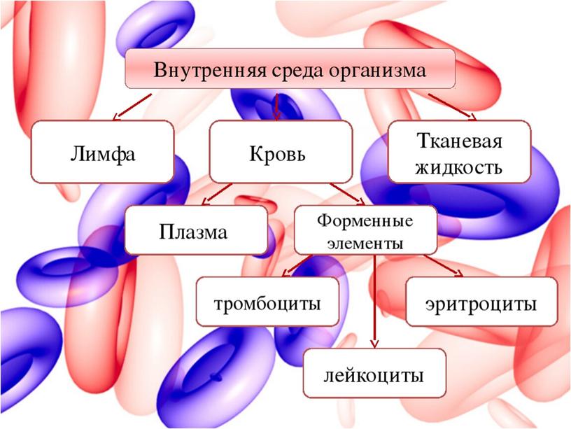 Схема превращения жидкостей внутренней среды организма человека