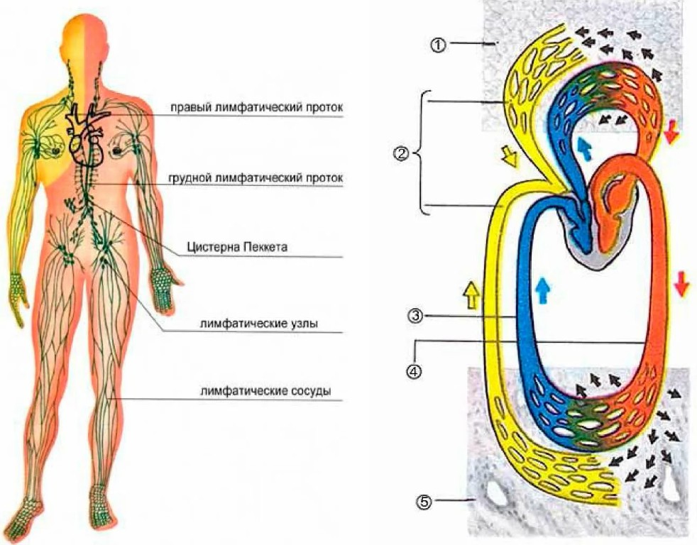 Лимфосистема человека схема движения
