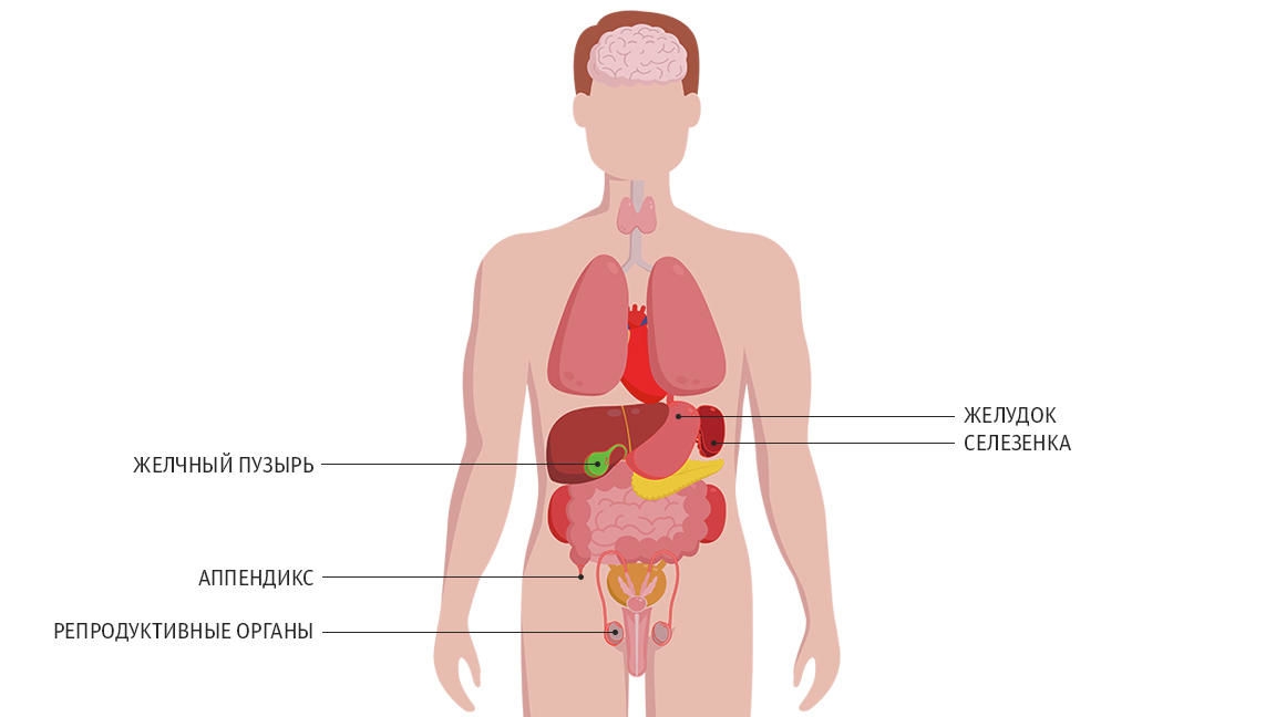 Селезенка 6 лет. Внутренние органы человека. Строение органов человека. Органы человека схема.