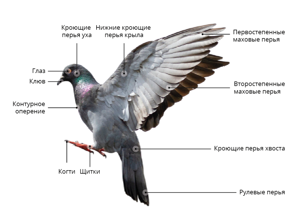 Схема внешнего строения птицы