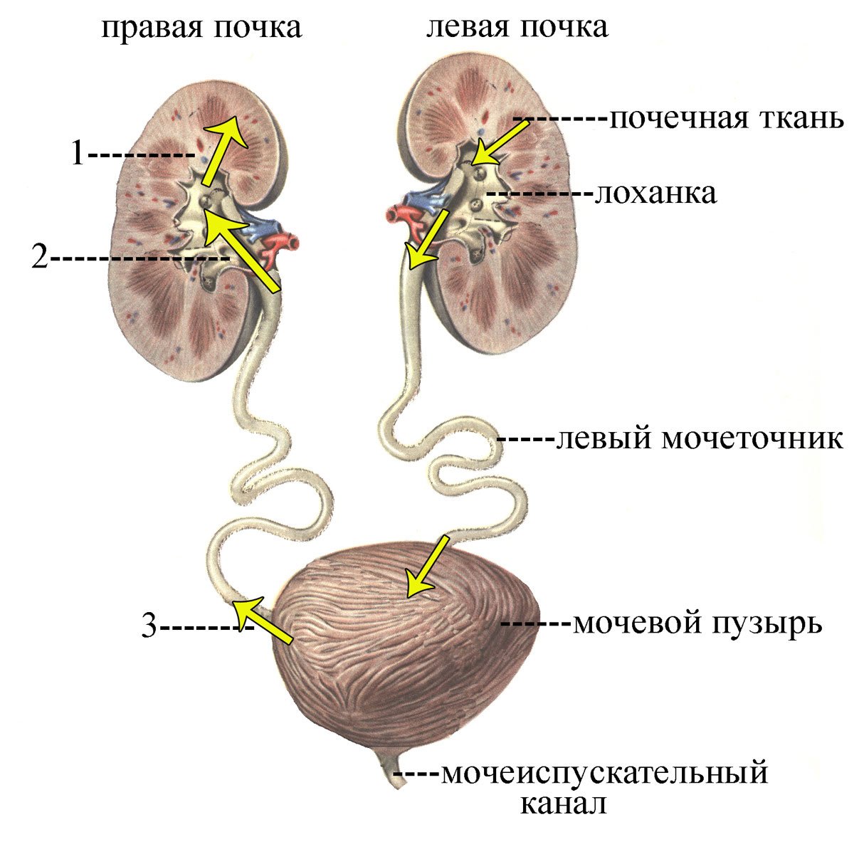 Схема мочевыделительной системы у женщин