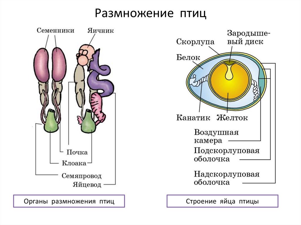 Общая характеристика класса птиц