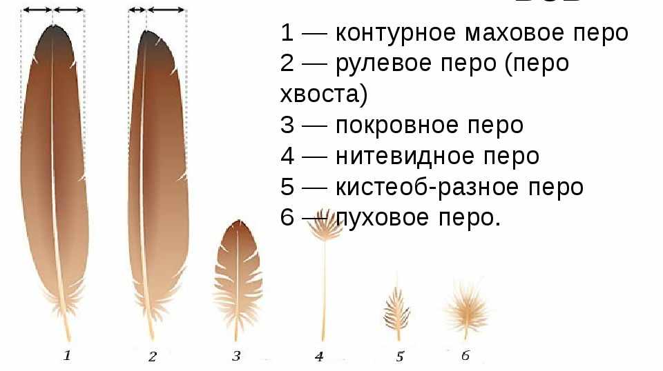 Общая характеристика класса птиц