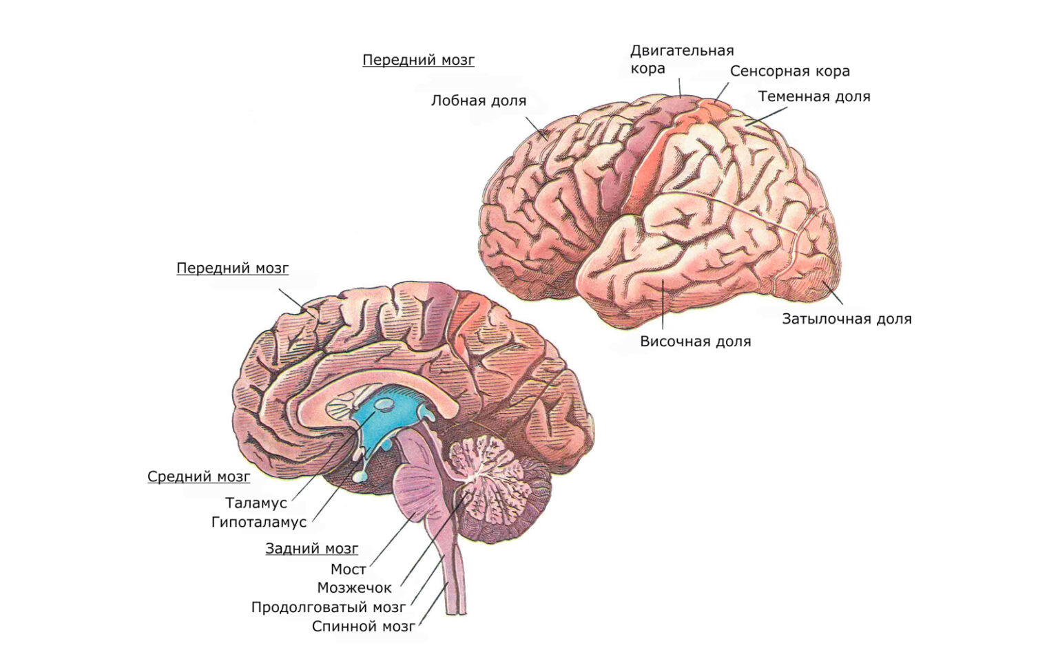 Передний мозг рисунок
