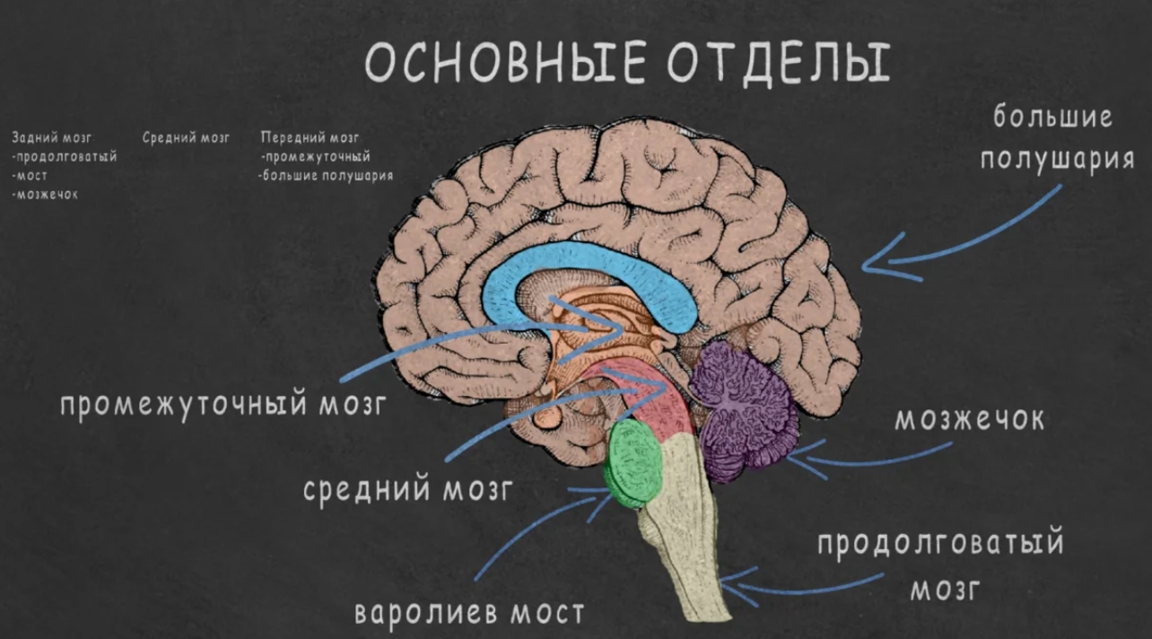 Картинка мозга с подписями