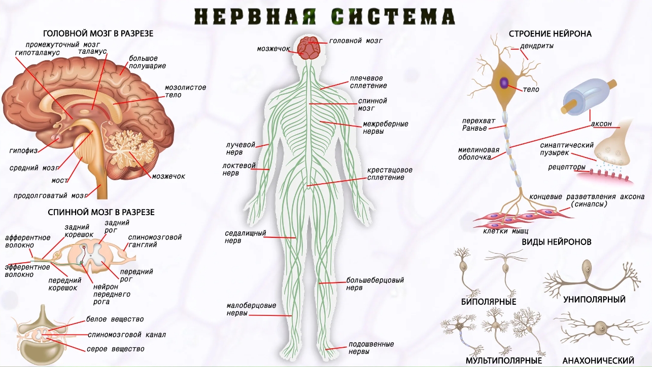 Карта нервных окончаний