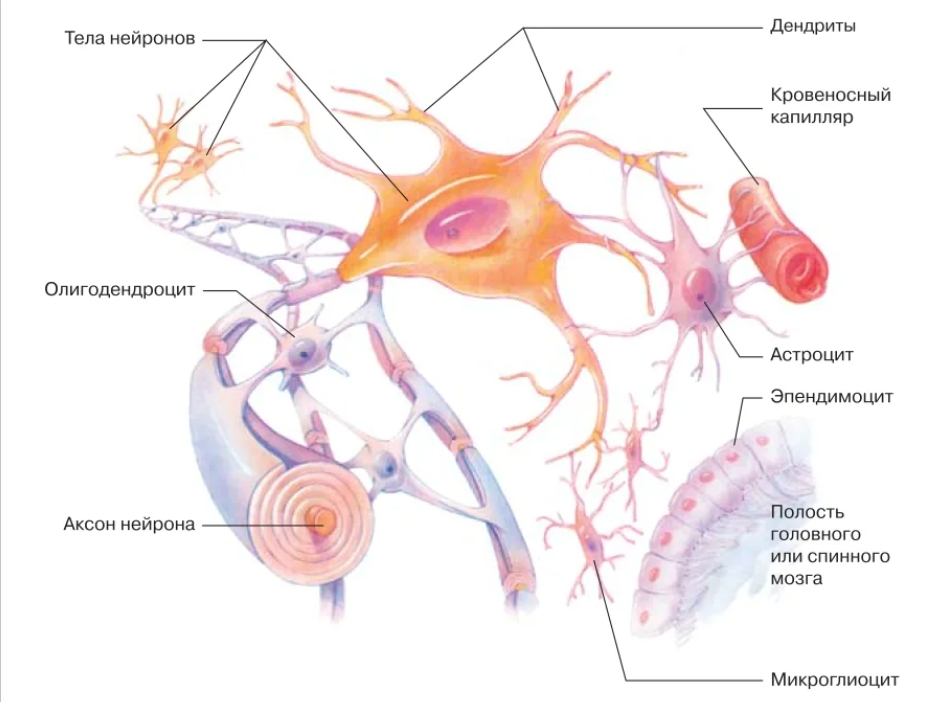 Глиальные клетки рисунок