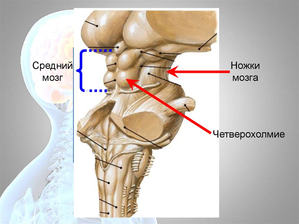 Средний мозг фото