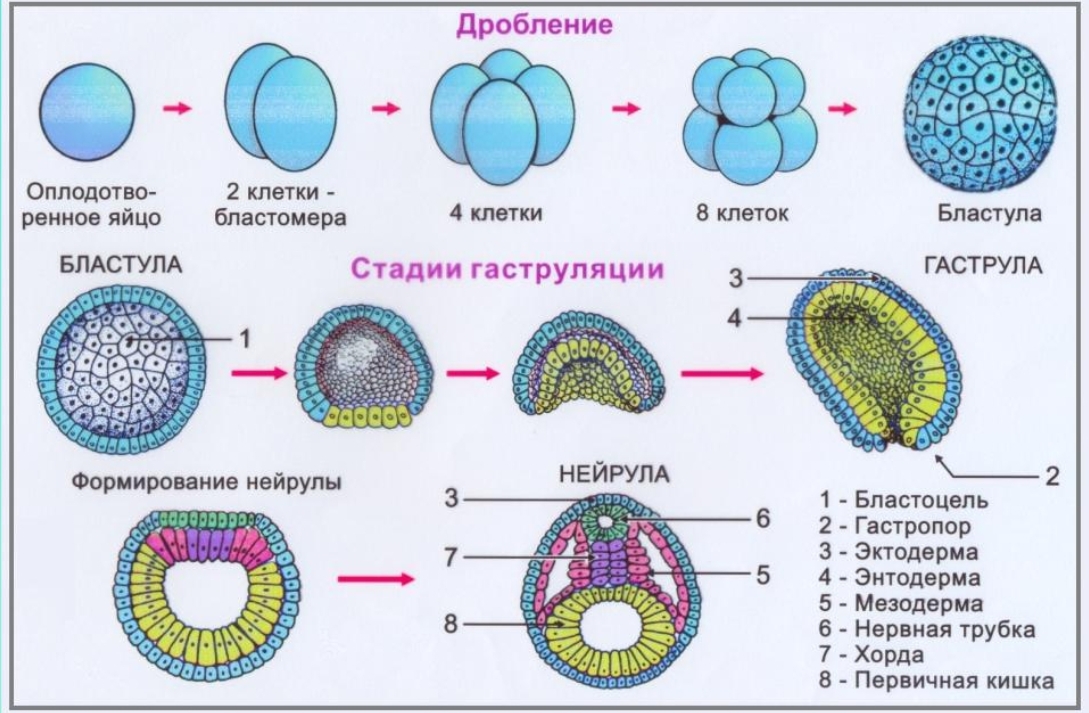 Онтогенез стадии развития зародыша