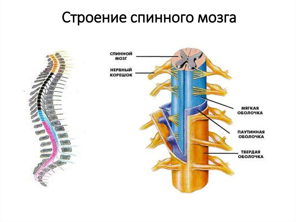 Биология 8 класс рисунок 77