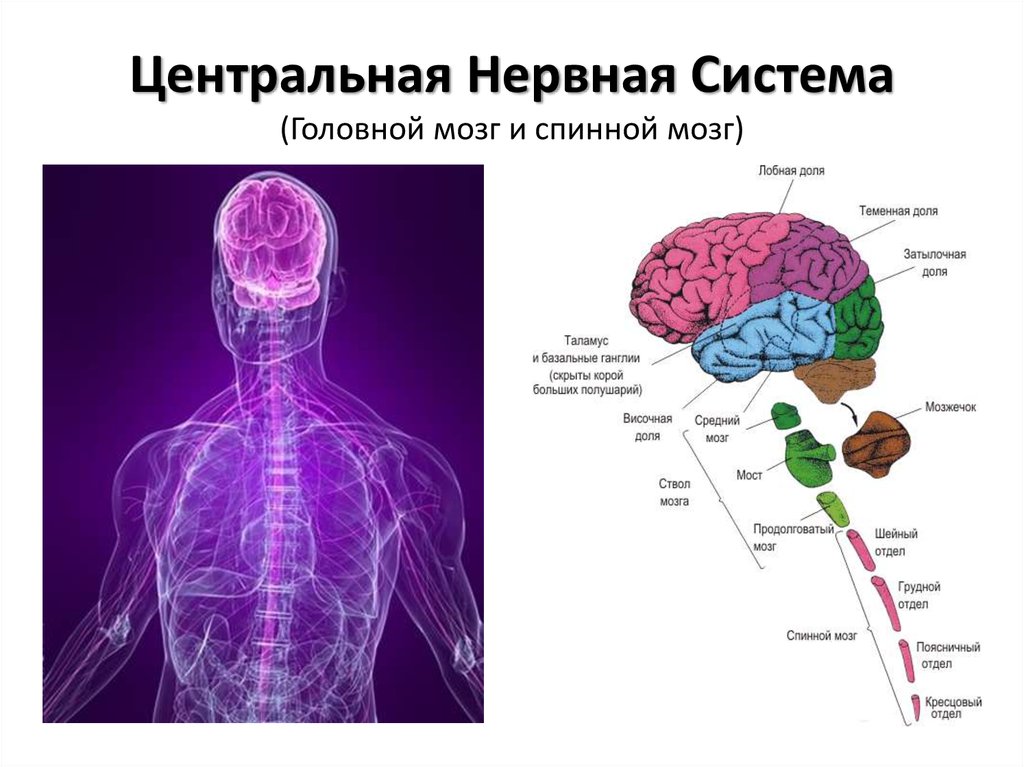 Цнс схема строения