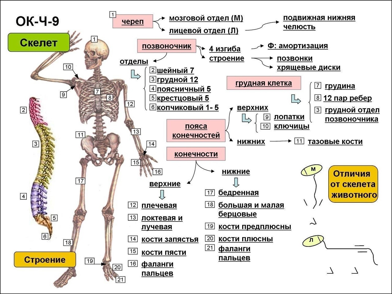 Кости и отделы скелета. Строение скелета человека ЕГЭ биология. Кости скелета строение скелета. Отделы скелета анатомия. Строение скелета по отделам.