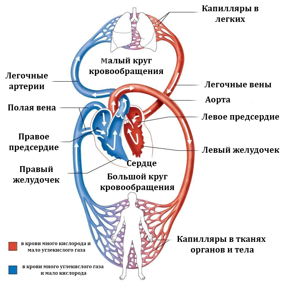 Круговорот крови у человека схема