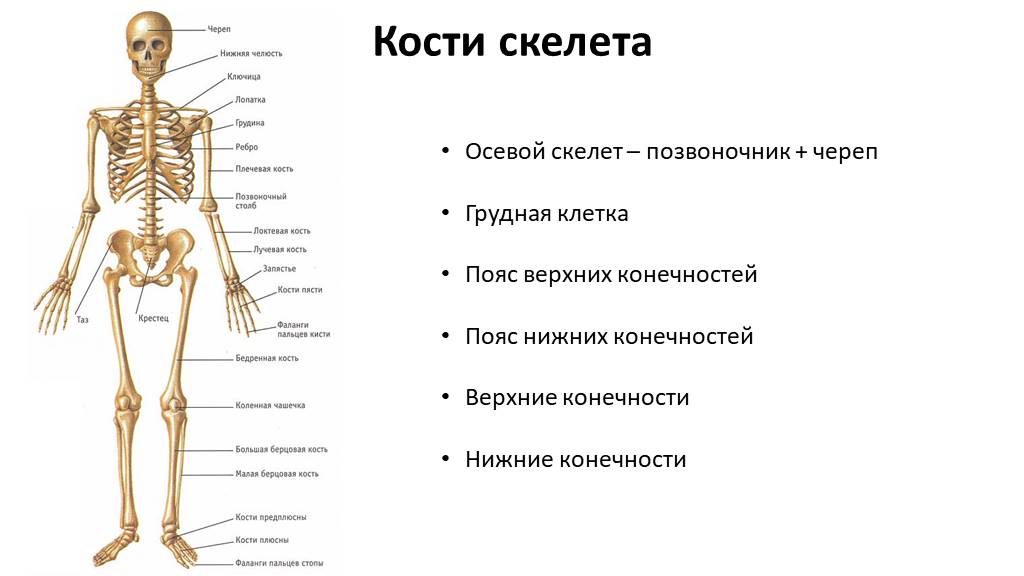 На рисунке цифрами 123 обозначены соответственно кости