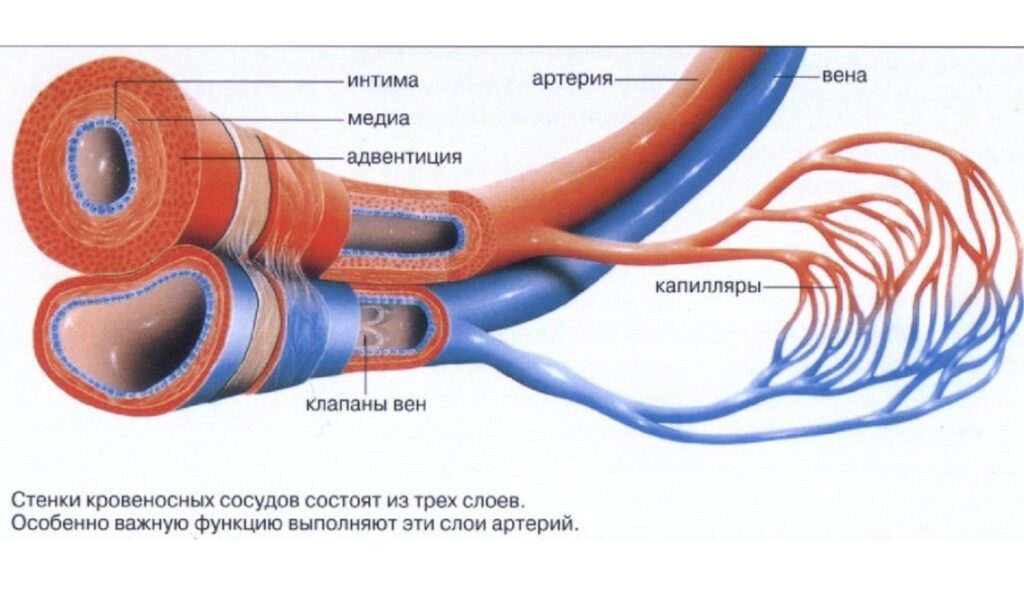 Сосудистый рисунок обогащен