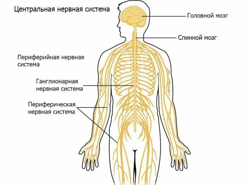 Нервная система человека: строение - Онлайн