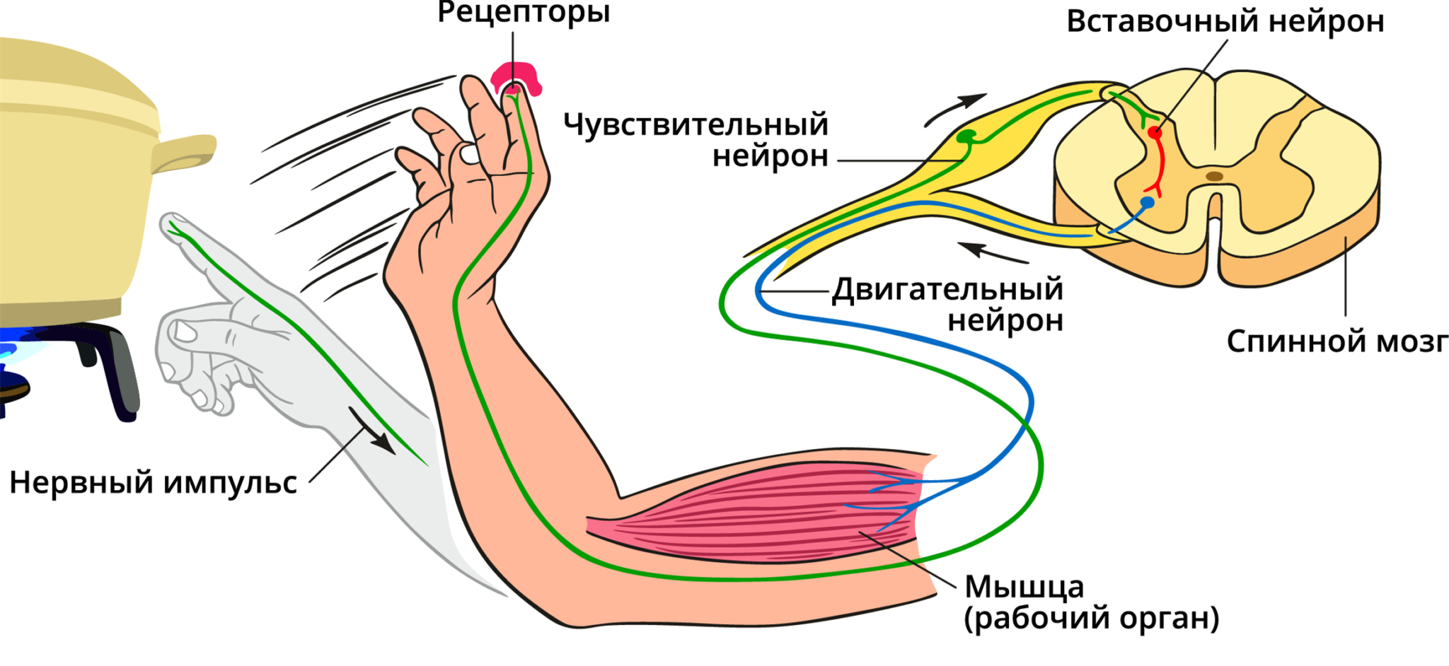 Отметь картинки у и на которой ых представлены безусловные рефлексы