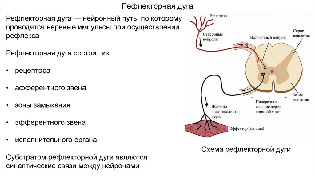 Строение рефлекторной дуги человека схема